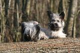 SKYE TERRIER 015